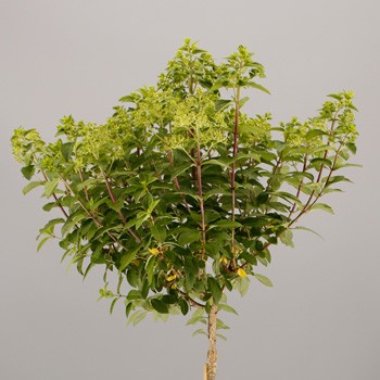 Prunus laur. 'Etna'&reg;