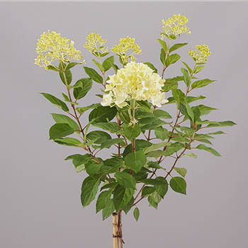 Hydrangea ‘Candle Light’