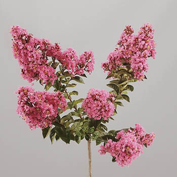 Lagerstroemia Pink Crepemyrtle