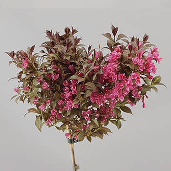 Weigela florida 'Minor Black'&reg;