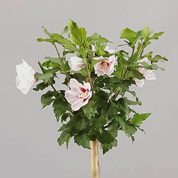 Hibiscus syr. 'Hamabo'