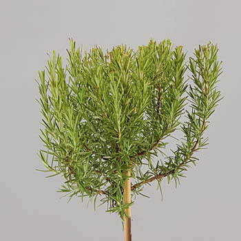 Rosmarinus officinalis