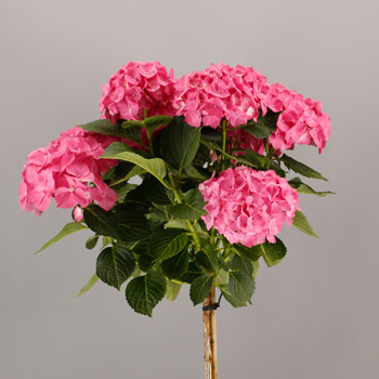 Hydrange 'Forever & Ever Red'