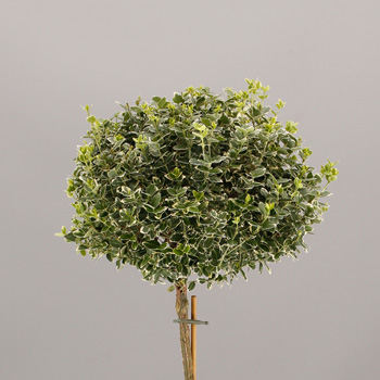 Euonymus fort. 'Emerald Gaiety'