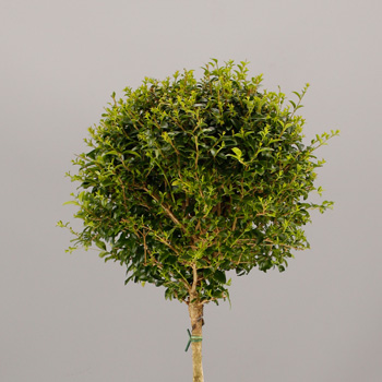 Ceanothus impressus 'Victoria'