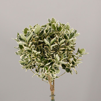 Euonymus jap. 'Kathy'&reg;