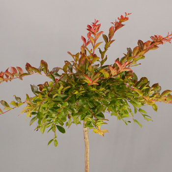 Lagestroemia ind. ‘Worlds Fair’