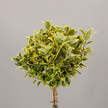 Euonymus jap. 'Marieke'